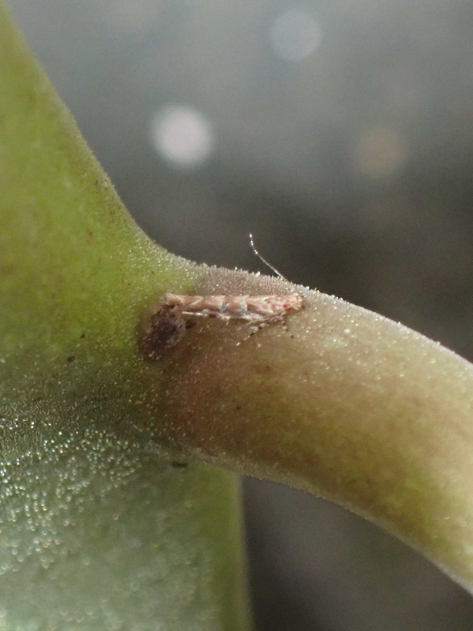 Anatrachyntis badia