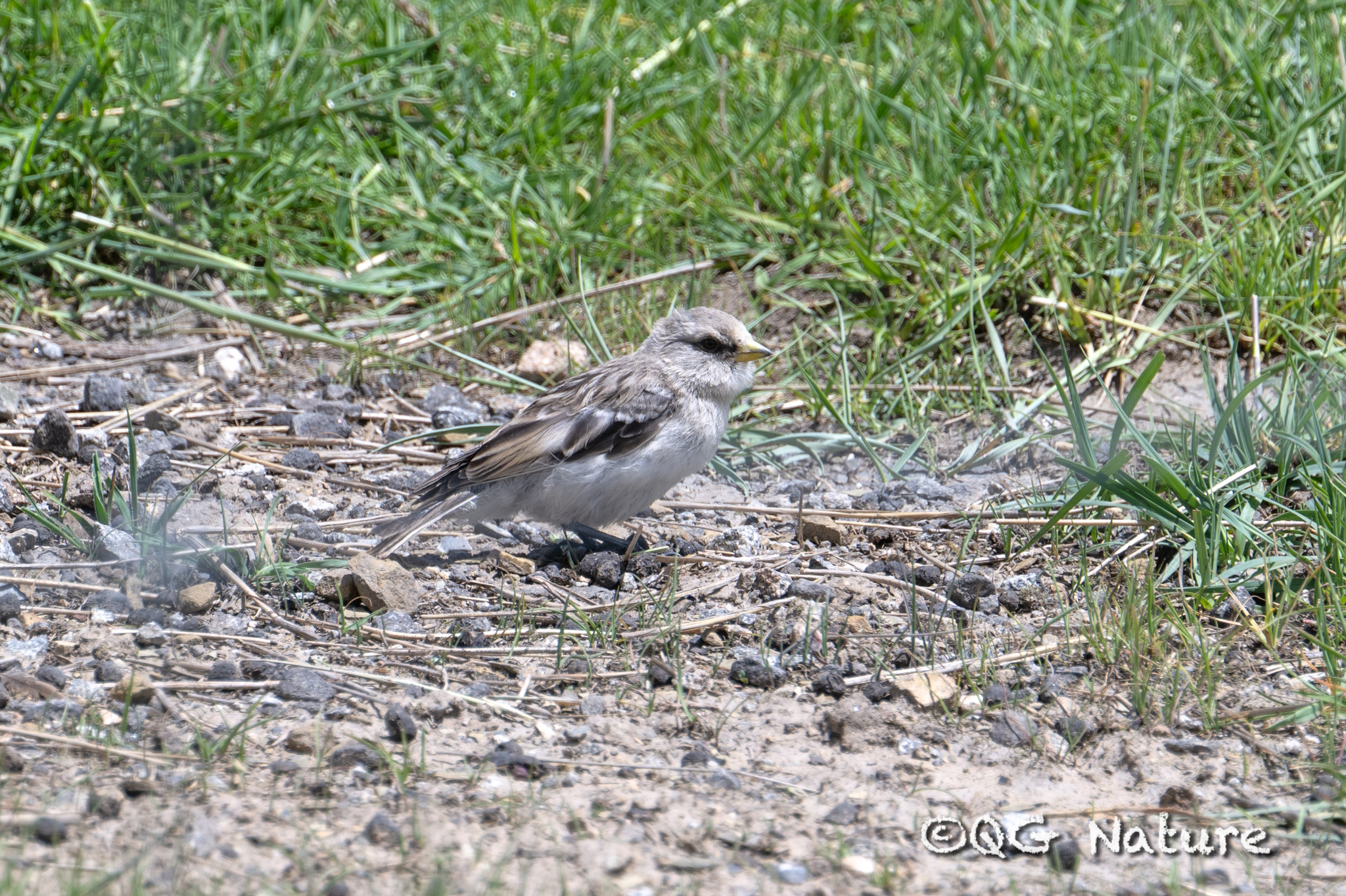 White-rumped Snowfinch