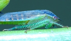 Gypona melanota