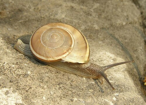 Kalidos maryannae