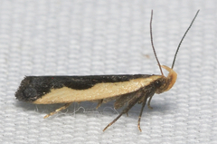 Dichomeris inserrata