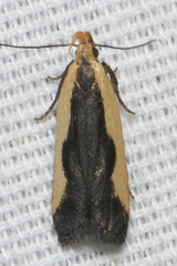 Dichomeris inserrata