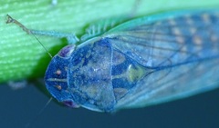 Gypona melanota