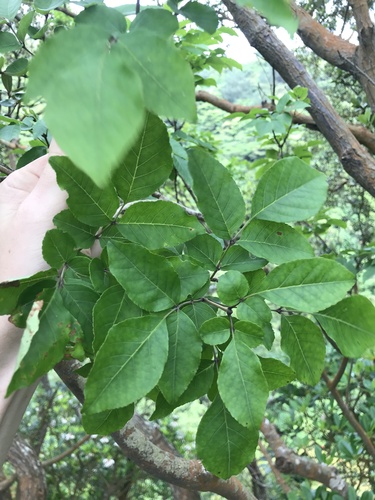 Fraxinus sieboldiana, photograph 6