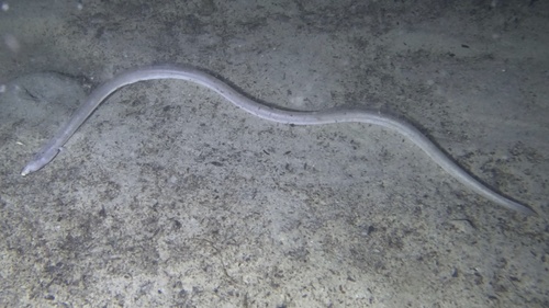 Reed snake eel (Cirrhimuraena calamus) — Ophichthidae — 5