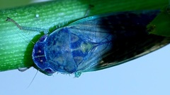 Gypona melanota