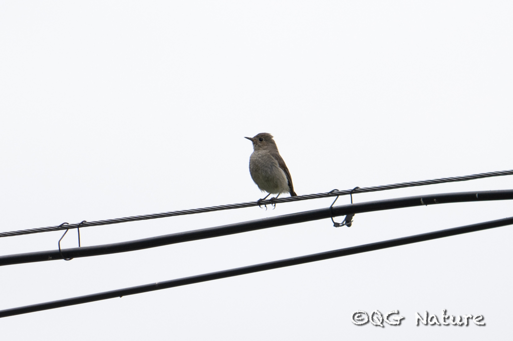 Eastern Black Redstart