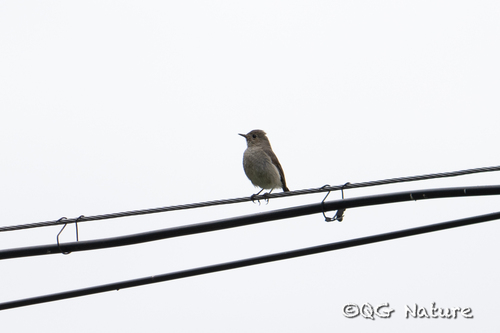 Black Redstart