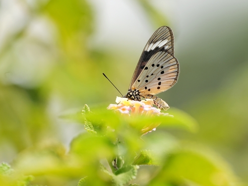Whitebar Acraea