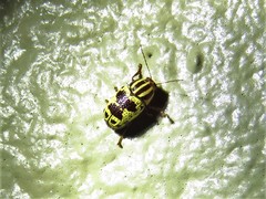 Cryptocephalus leucomelas