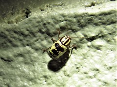 Cryptocephalus leucomelas