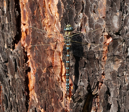 Photo of Sedge Darner (Aeshna juncea)