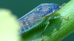 Gypona melanota