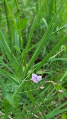 Lathyrus bijugatus
