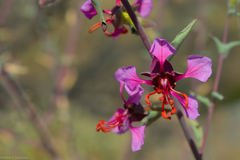 Clarkia unguiculata