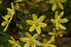 Triteleia ixioides scabra
