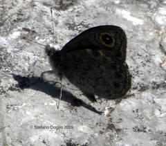 Lasiommata