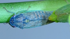 Gypona melanota