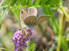 Icaricia saepiolus amica