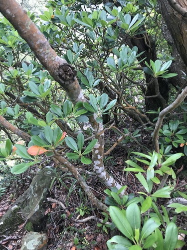 Image of Fraxinus sieboldiana by no rights reserved