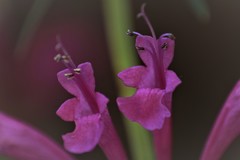 Agastache mexicana