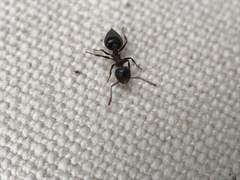 Crematogaster coarctata