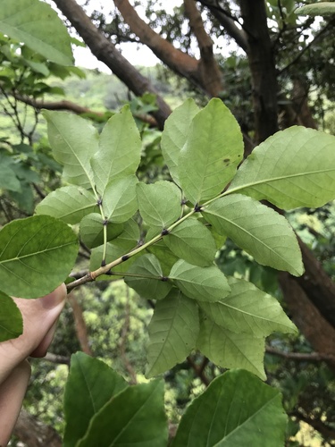 Fraxinus sieboldiana, photograph 5