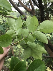 Fraxinus sieboldiana, photograph author not stated, no rights reserved