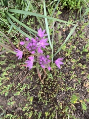 Allium campanulatum