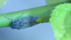 Gypona melanota