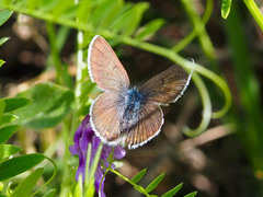 Icaricia saepiolus amica