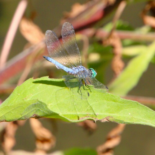 iNaturalist observation photo of Blue Dasher