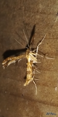 Geina periscelidactylus