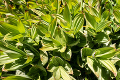 Veratrum viride