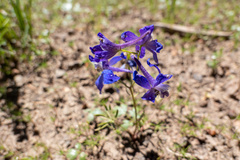 Delphinium menziesii