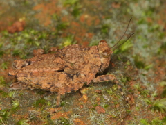 Thoradonta nodulosa