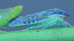 Gypona melanota