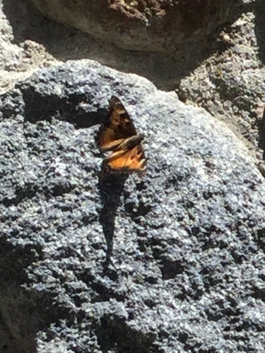 iNaturalist observation photo of California Tortoiseshell