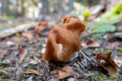 Gyromitra esculenta