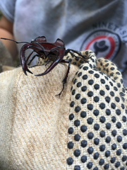 Lucanus elaphus
