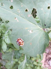 Aspidimorpha quinquefasciata