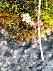 Micranthes bryophora