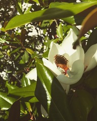 Magnolia