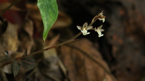 Ludisia ravanii