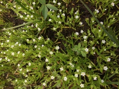 Plagiobothrys scouleri