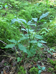 Arisaema stewardsonii