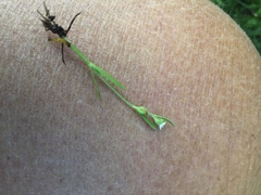 Plagiobothrys scouleri