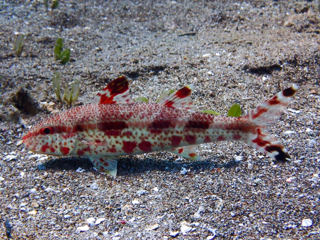 Freckled goatfish
