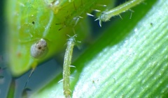 Gypona melanota