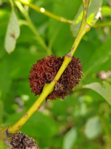 Stenacis triradiata nuotrauka